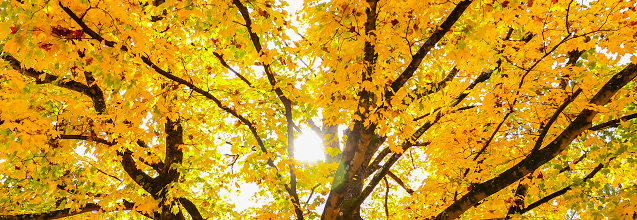 Colorful yellow leaves in fall