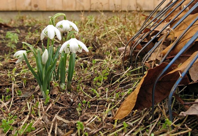 summer raking with flower