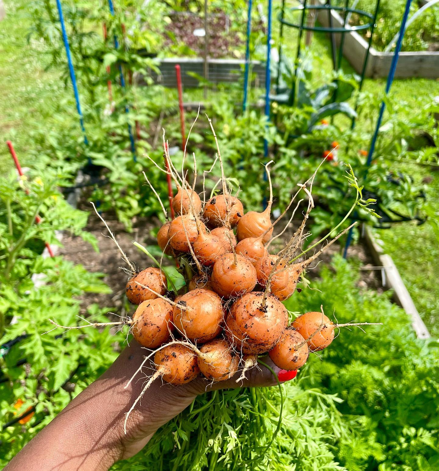 Gardener showing community garden crops