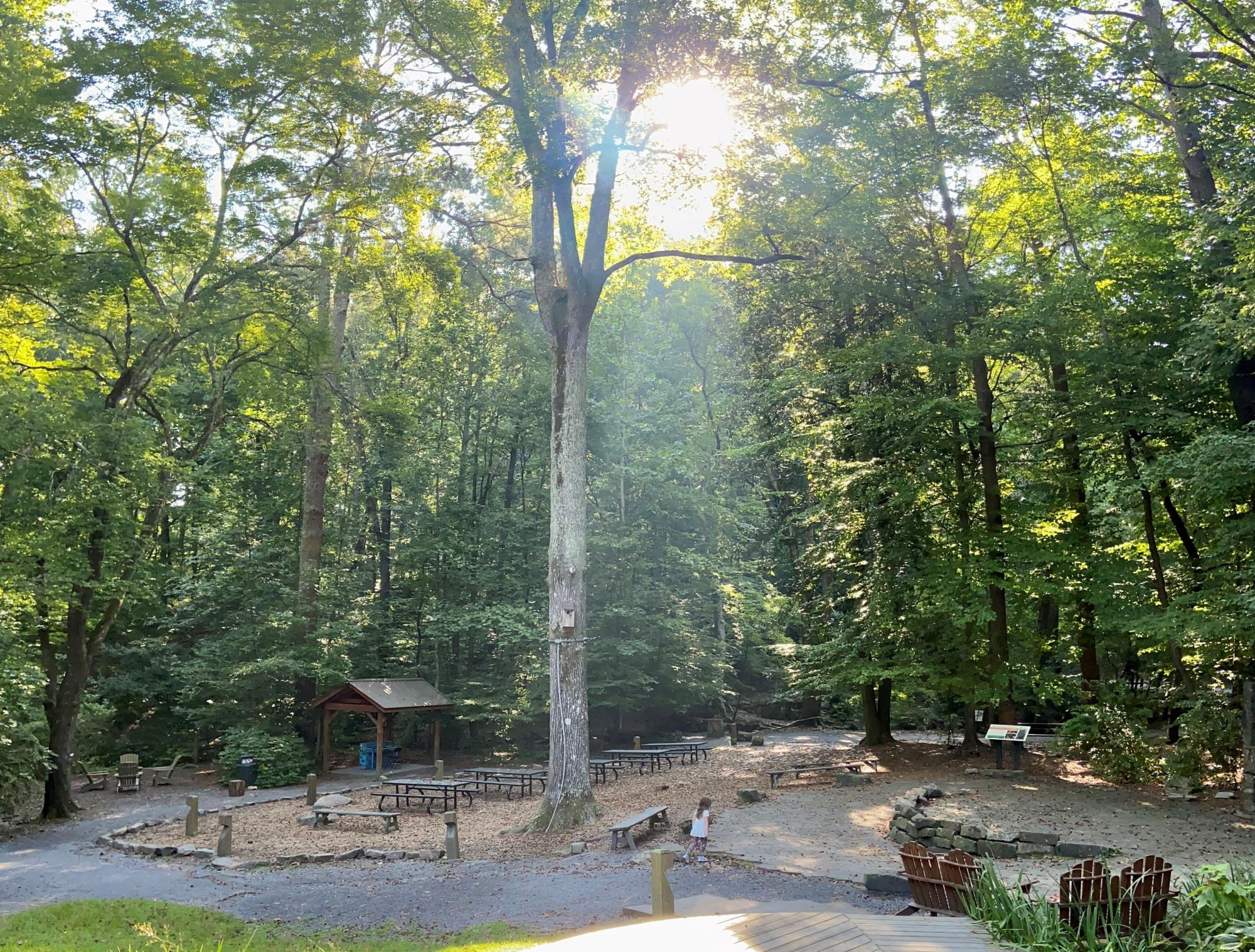 Dunwoody Nature Center meadow