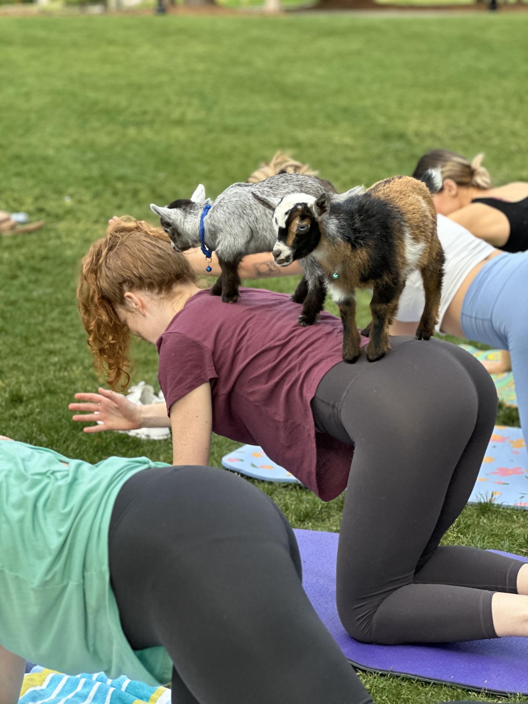 Goat Yoga