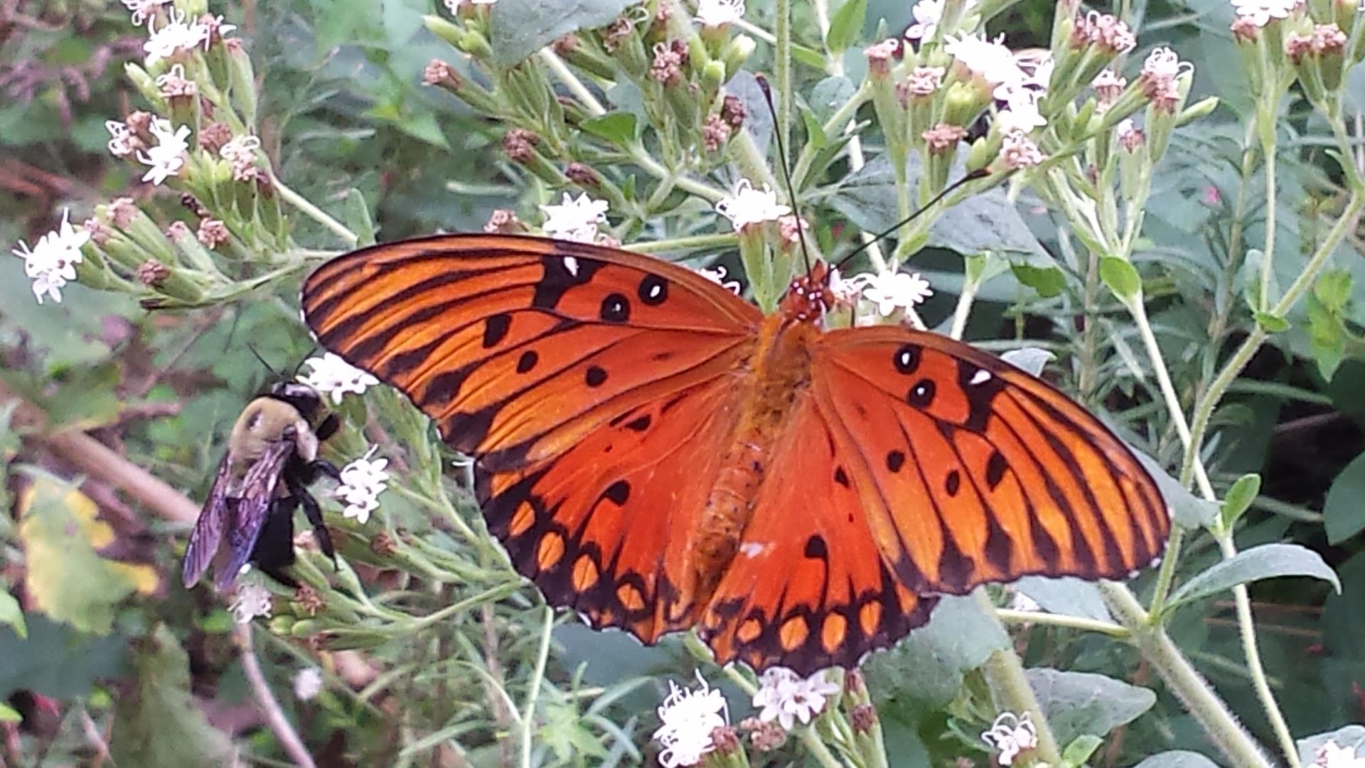 butterfly and bee